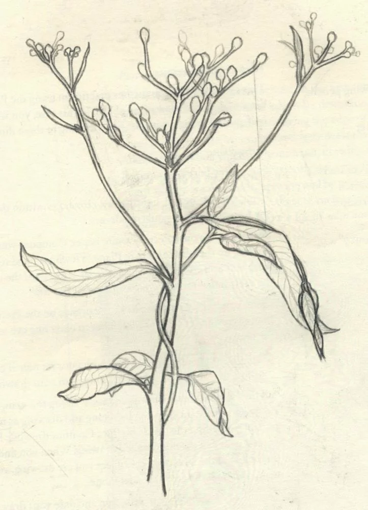 graphite plant study