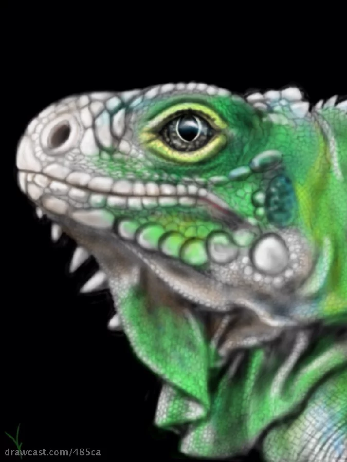 Iguana Realism